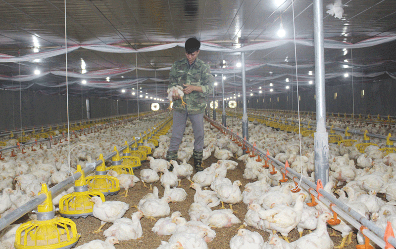 Kỹ thuật nuôi gà thả vườn Mô hình trang trại nuôi gà thả vườn hiệu quả